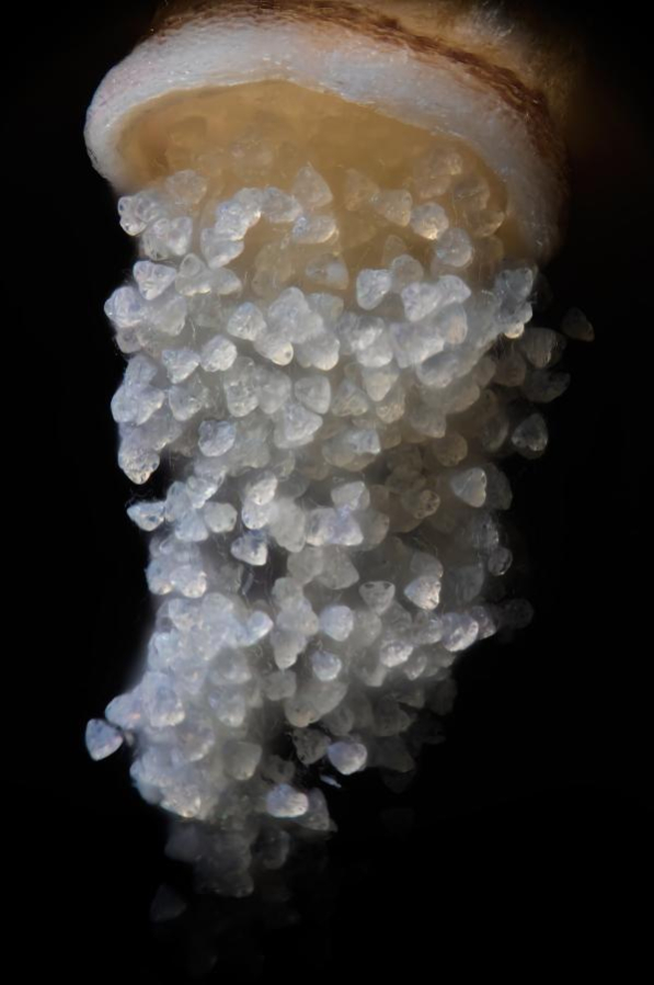 Francis Principe Gillespie