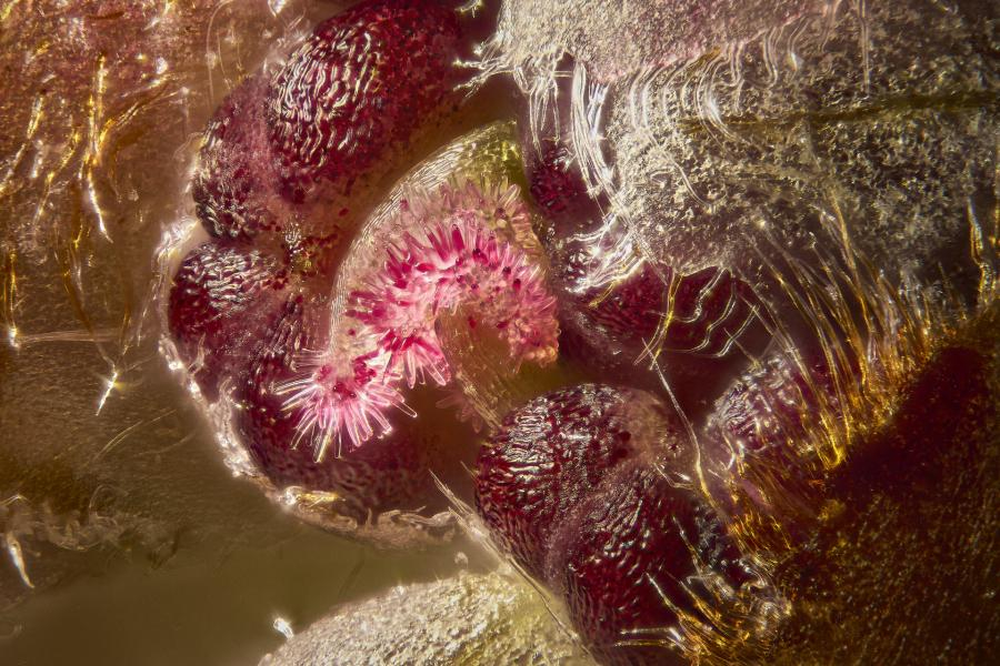 Francis Principe Gillespie