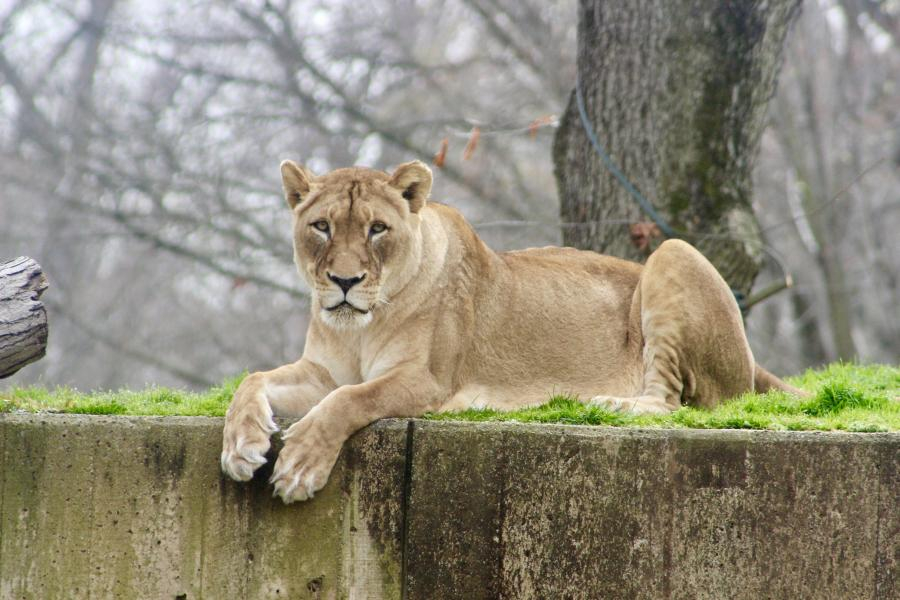 Summer Roshni Bhullar